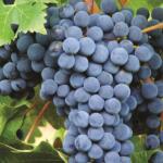 Bonarda Uva de Vino Tinto